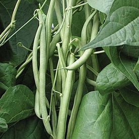 Kentucky Blue Pole, Bean Seeds